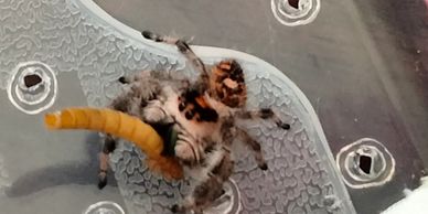 Jumping spider for sale, pet jumping spider for sale, Phidippus Regius jumping spider 