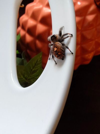 Spoodville Jumping Spider For Sale