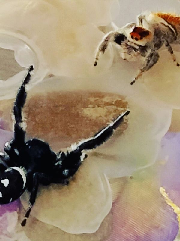 Pet Jumping Spider Care: A Comprehensive Guide