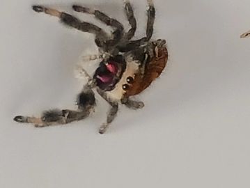Jumping spider housing – SpooderNest