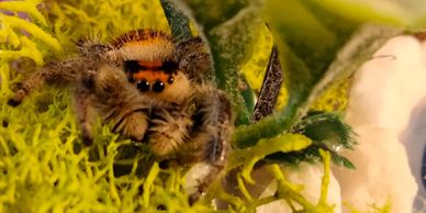 Jumping spider for sale, jumping spiders for sale, jumping spiders for adoption, jumping spider care