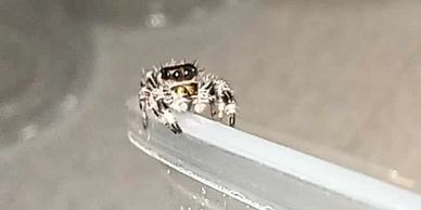 Made-to-order Small Cozy Cottage Sling/juvenile Jumping Spider