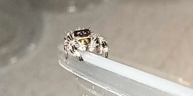 Jumping spider for sale, jumping spiders for sale, jumping spiders for adoption, jumping spider care