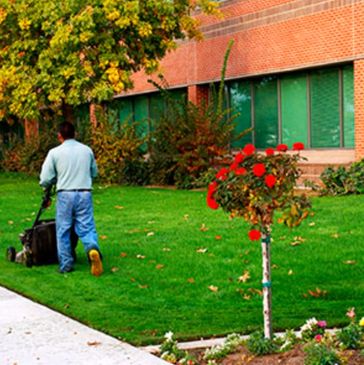 Man mowing a green lawn near a brick building with a rose bush.