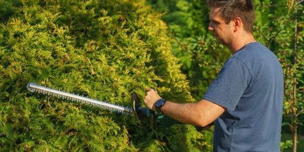 Man trimming a hedge with an electric hedge trimmer.