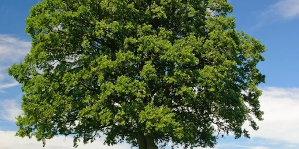 A large, leafy green tree under a blue sky.