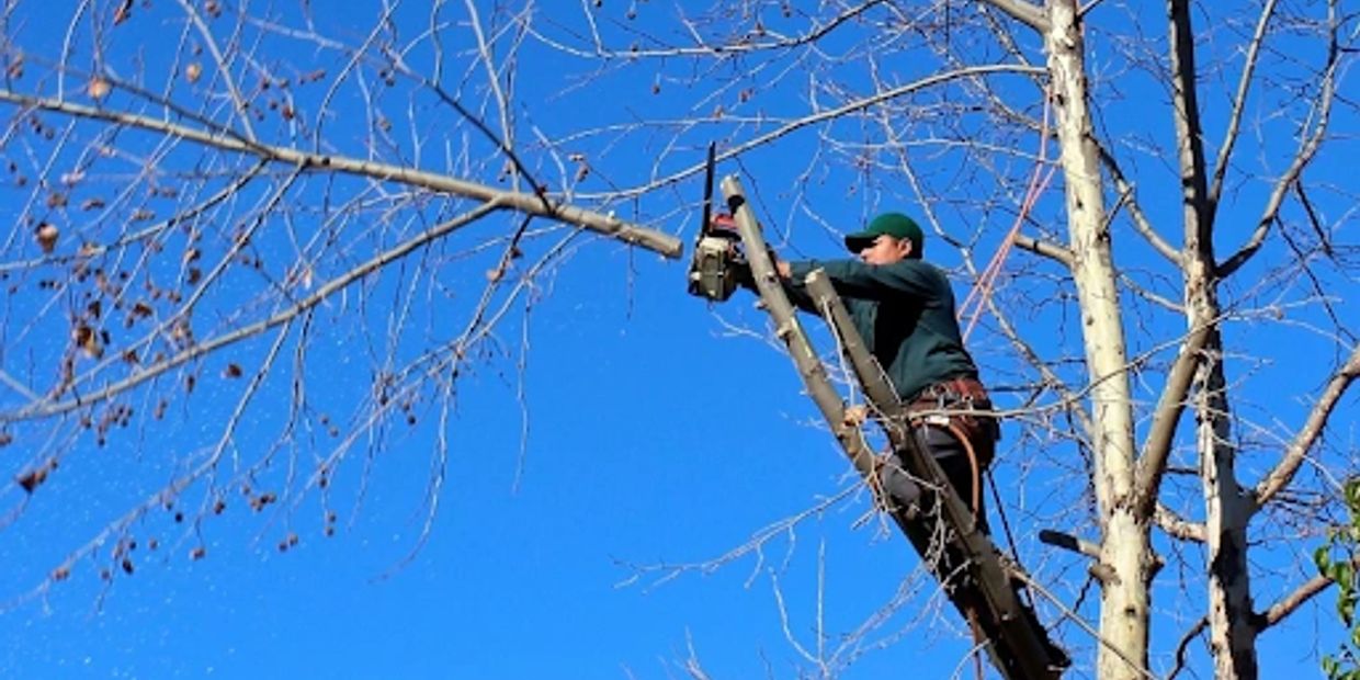 Man cutting tree branches with chainsaw.