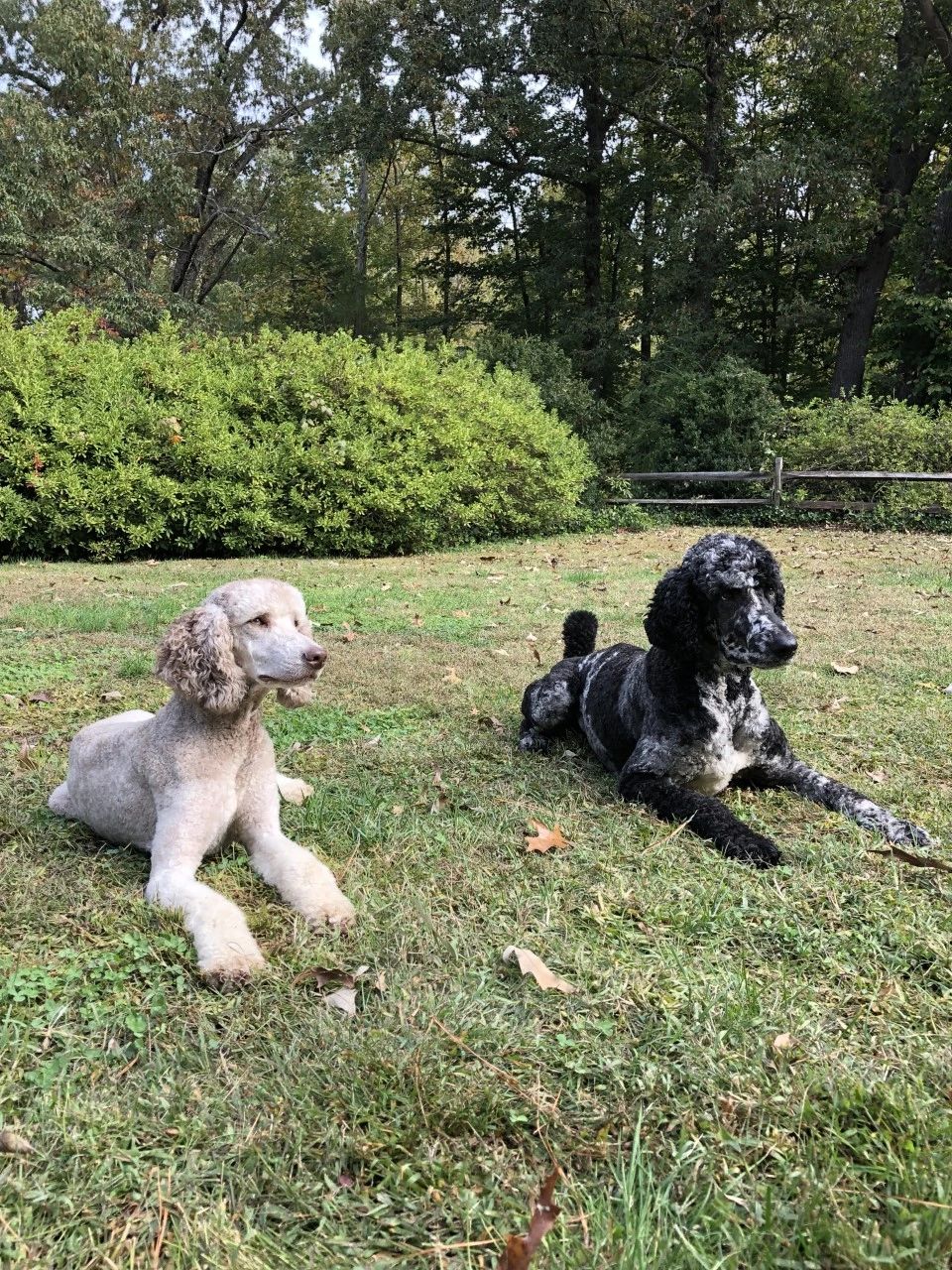 Merle standard poodle puppies sales for sale