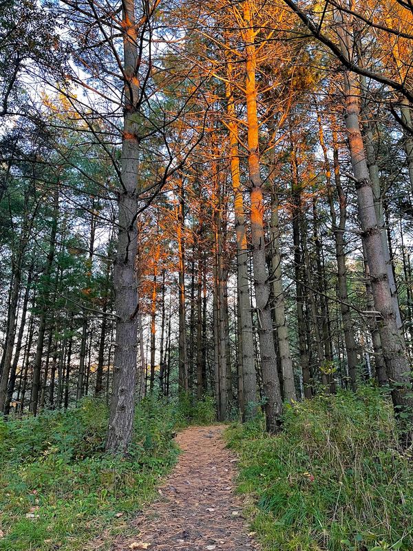 Explore, process, adapt, and grow