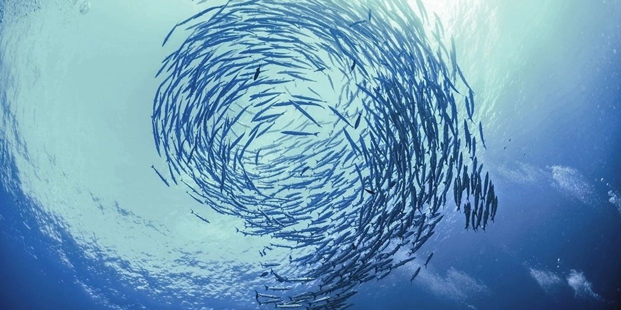 A swirling school of fish underwater forming a spiral pattern.