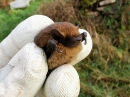 Bat surveys Cornwall