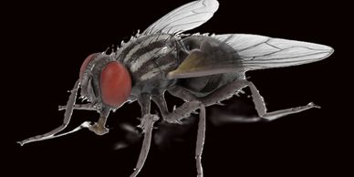 Cluster Fly Pest Control