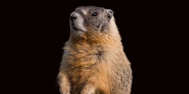 Pest Control Groundhog
