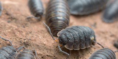Isopods B&R Thunder Bay