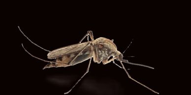 Mosquito Control Thunder Bay