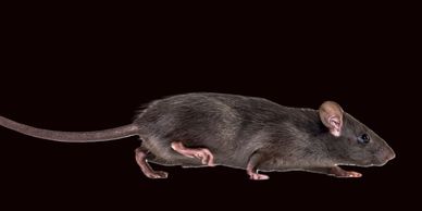 Thunder Bays Rodent Problem