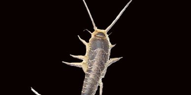 B&R Pest Control Silverfish