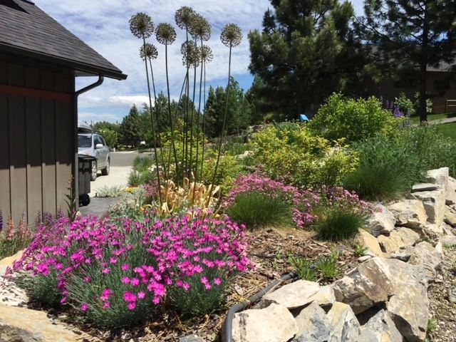 A vibrant garden bed with pink flowers and tall seed heads beside a house.