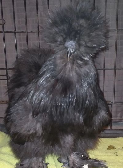 black silkie cockerel