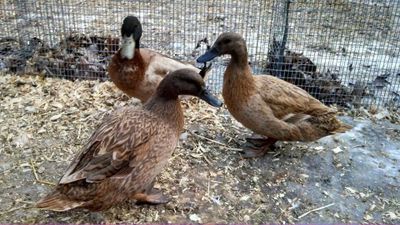 khaki campbell ducks