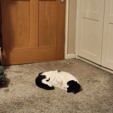 Black and white cat sleeping on carpet.