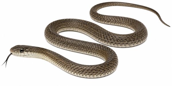A brown snake with a forked tongue extended on a white background.