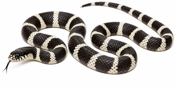 A black and white banded snake with its tongue out on a white background.