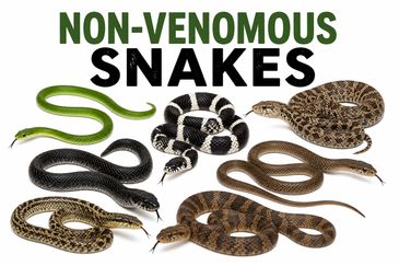 Various non-venomous snakes displayed.