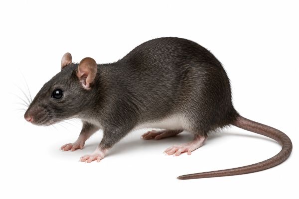 A black rat on a white background.