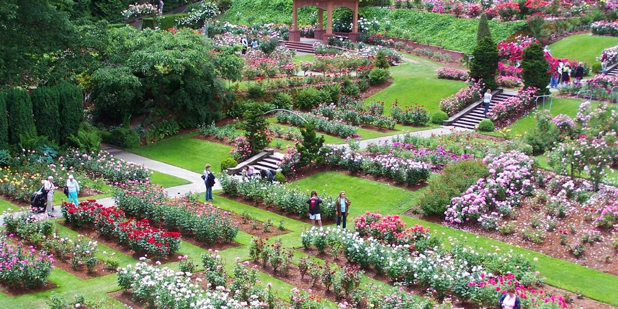 Portland Rose Garden