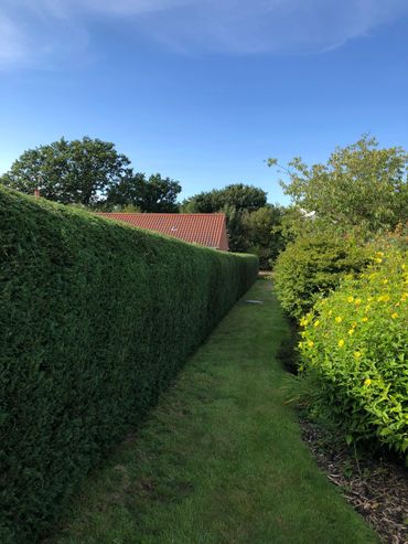 hedge trimming norfolk