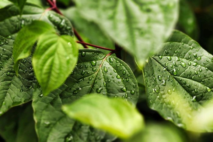 Close-up of green leaves with water droplets after rain.
