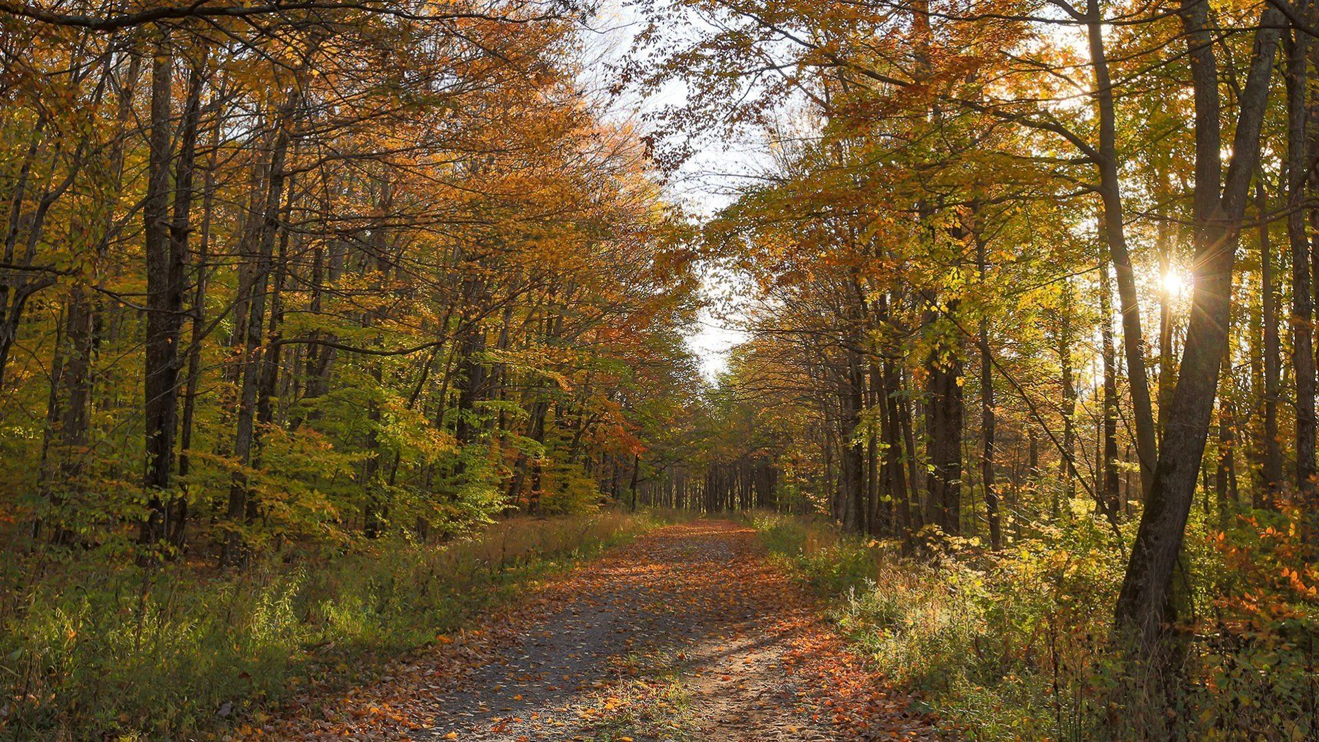 Cabin and Rooms for Rent in Marlinton Jerico BB and Cabins