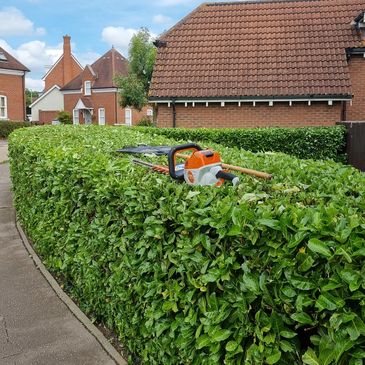 Electric hedge trimmer resting on a neatly trimmed green hedge.
