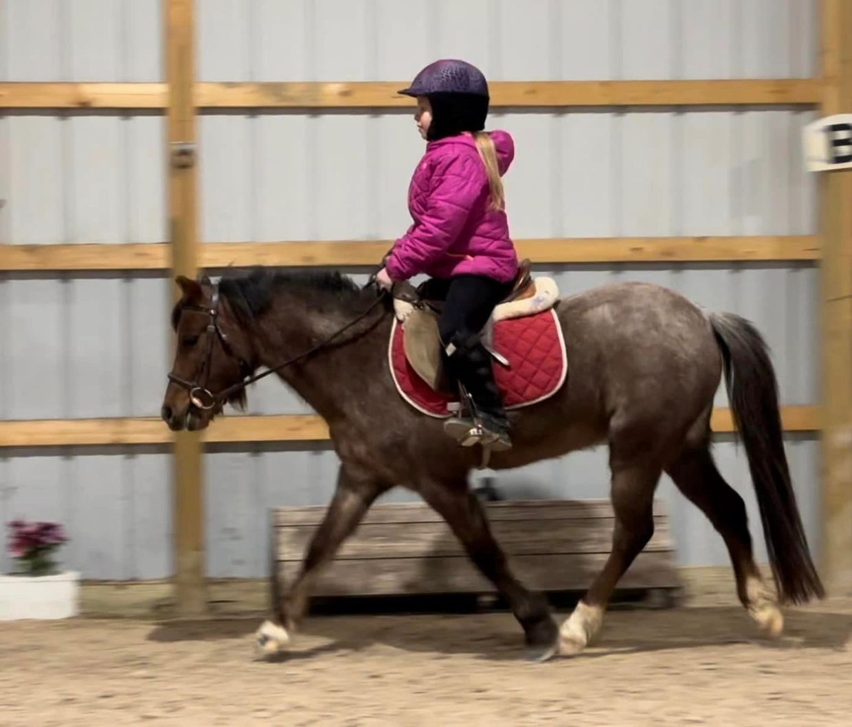 Curyll Pretty In Pink Section A Welsh Pony Mare