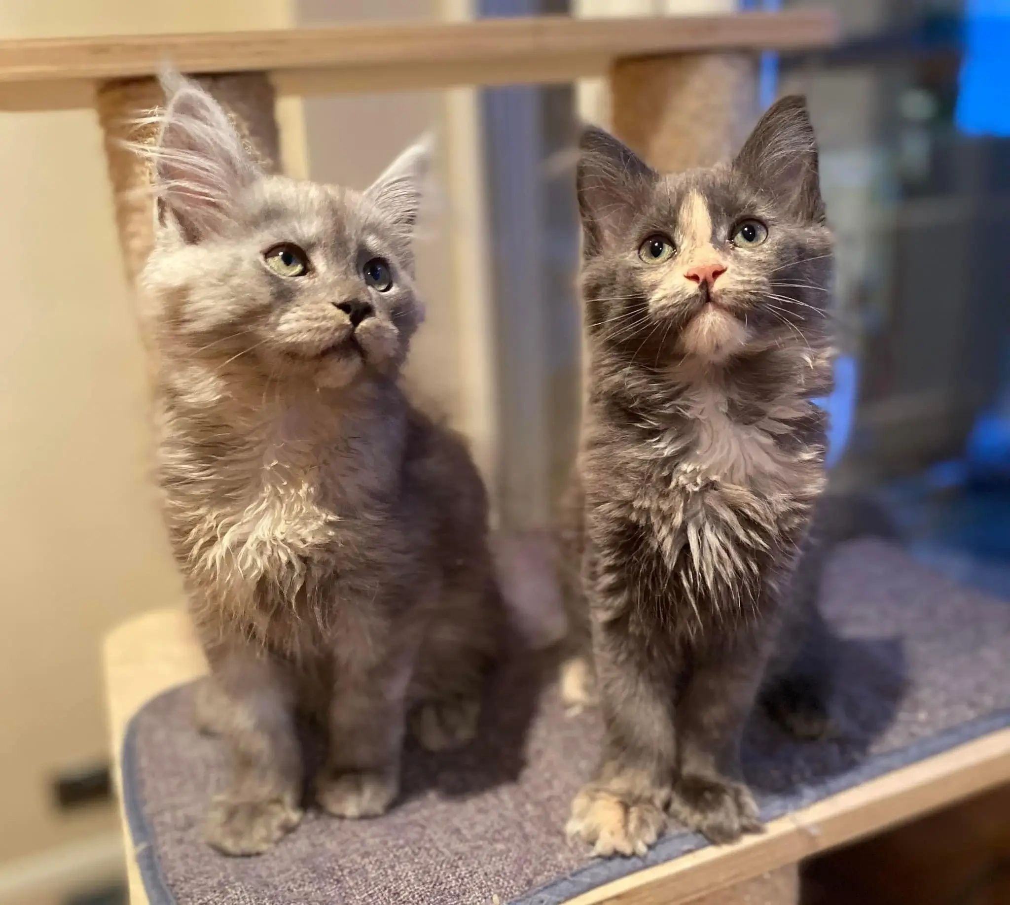 Maine Coon Breeders Education Singapore Buy Maine Coon Kittens Singapore Maine Coon