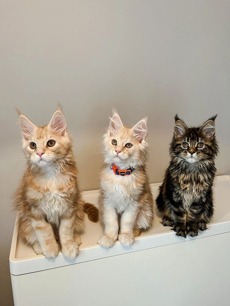 This Elite Maine Coon Cost Your Savings Like Never Before!