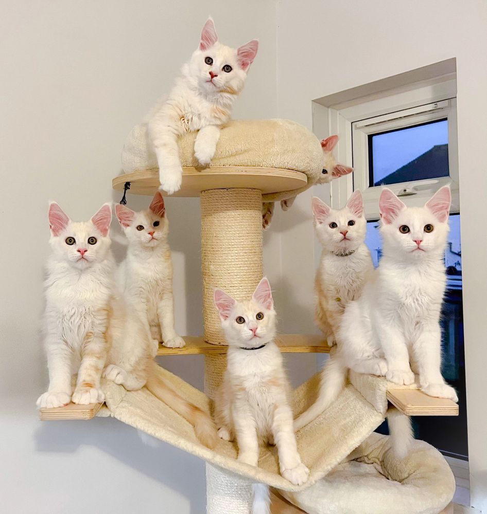 Gentle Giant Maine Coon Singapore Pet Shop Singapore Cats for Sale Maine Coon