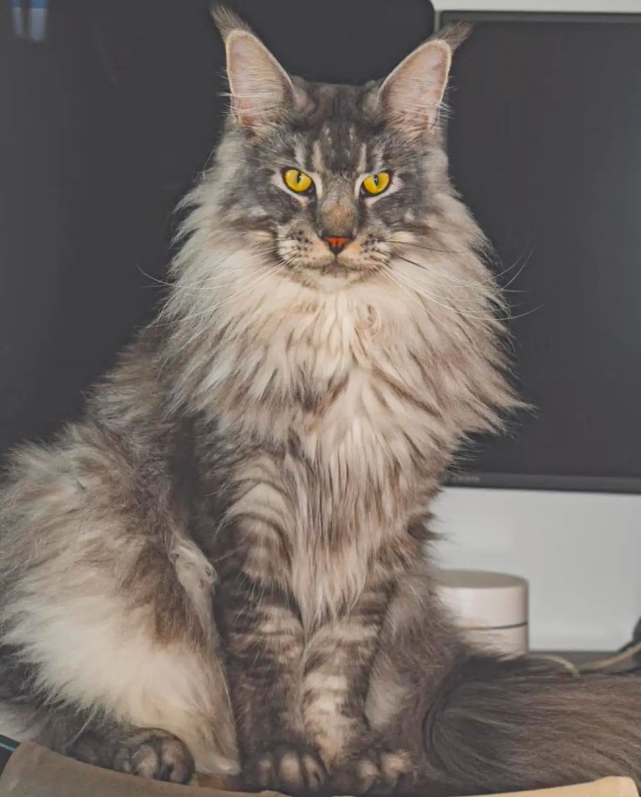 Maine Coon Cattery Singapore
