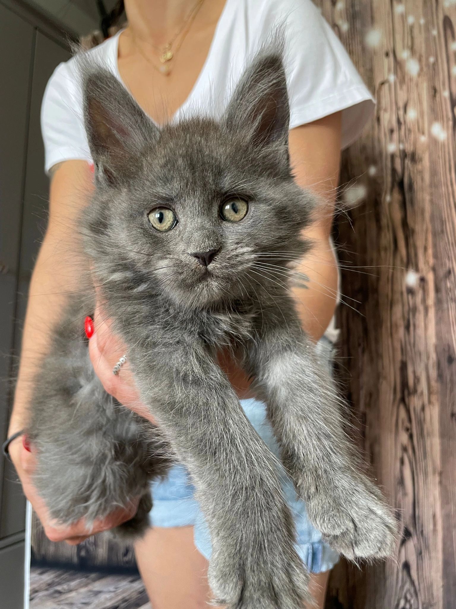 Maine Coon Adoption Nj - e2zh0uw