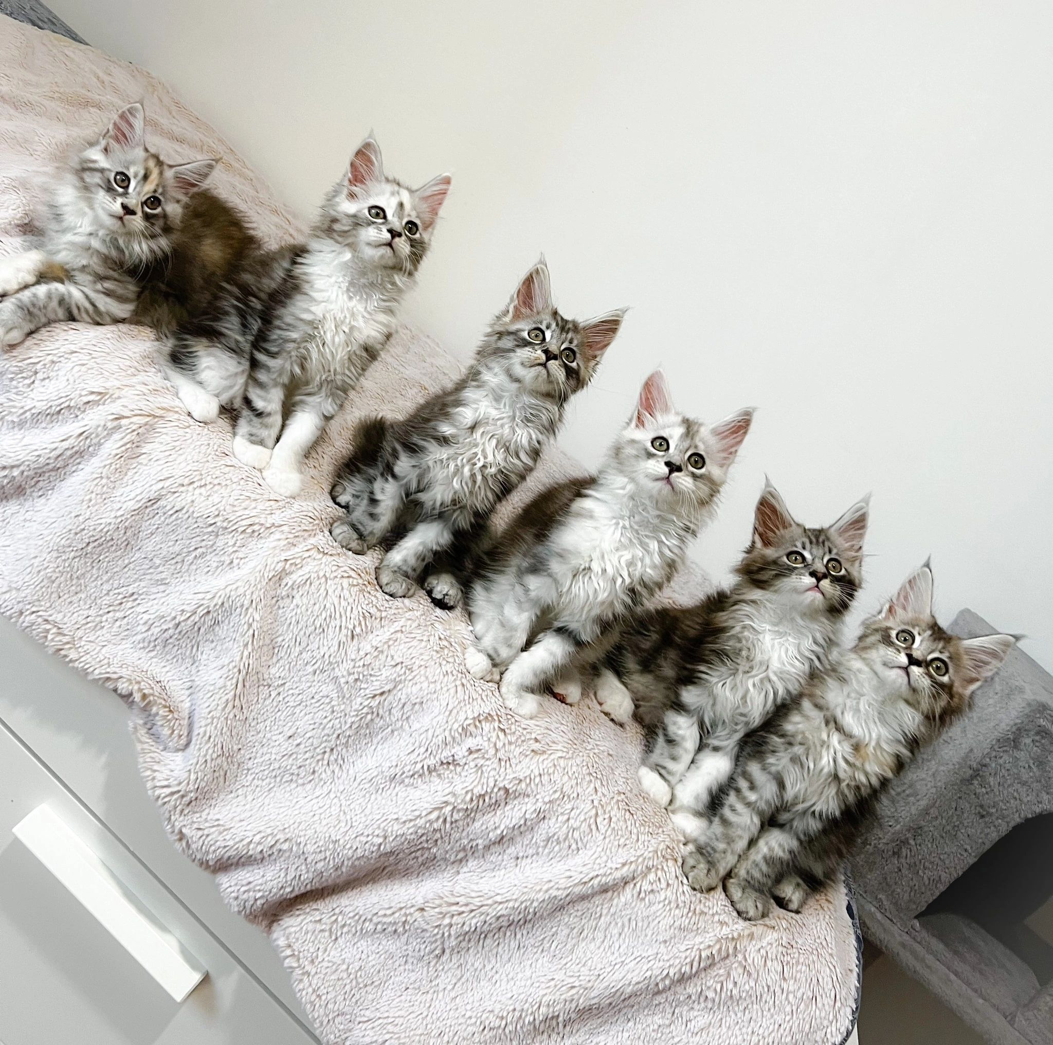 Aremainecooncatscuddly