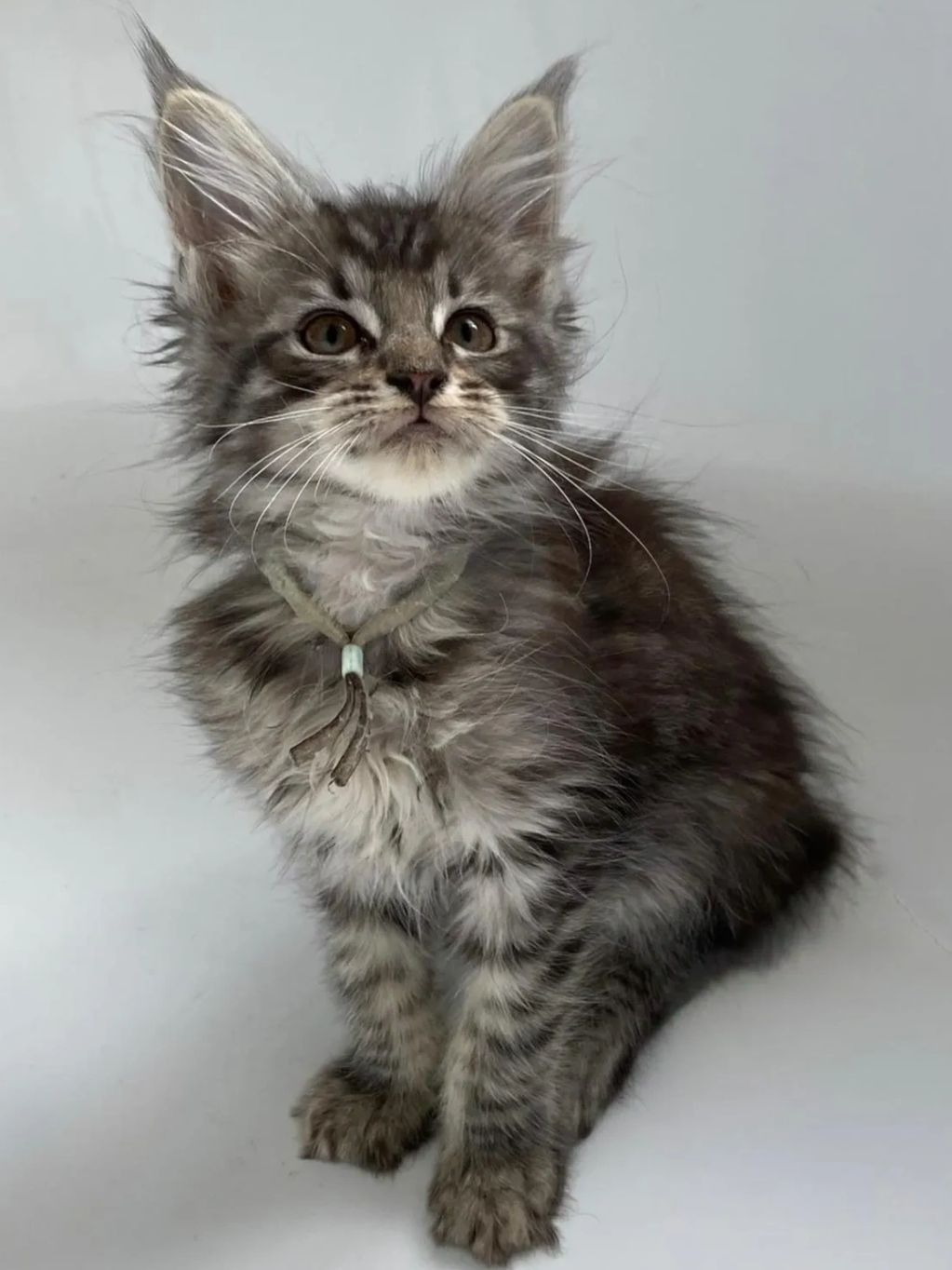 Fluffy tabby kitten with a string necklace.