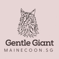 Gentle Giant Mainecoon Singapore