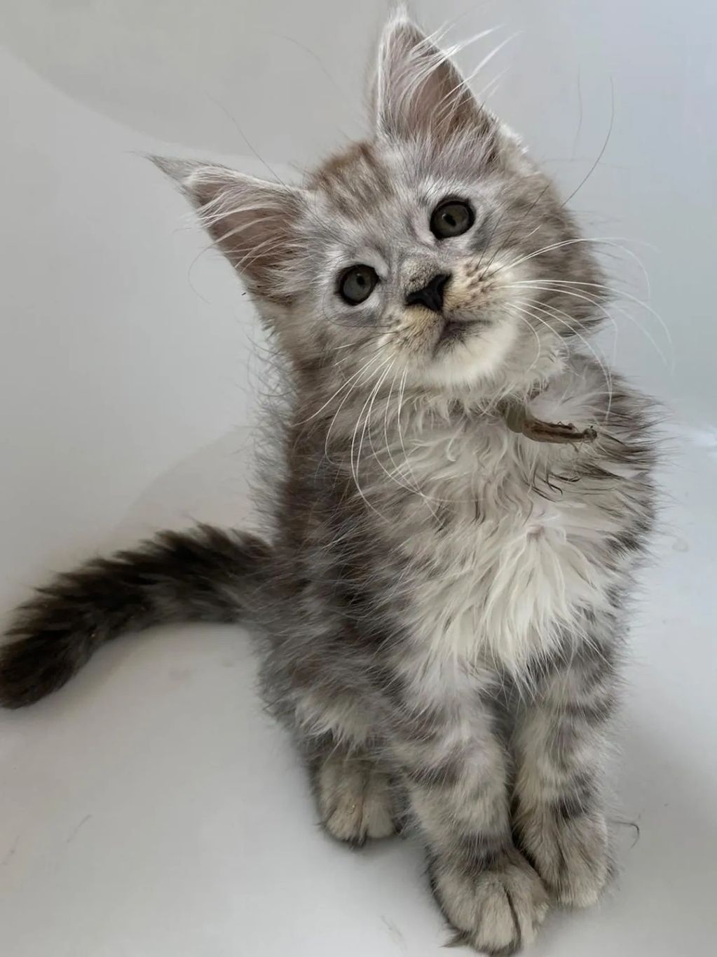 Fluffy gray kitten with curious eyes sitting.