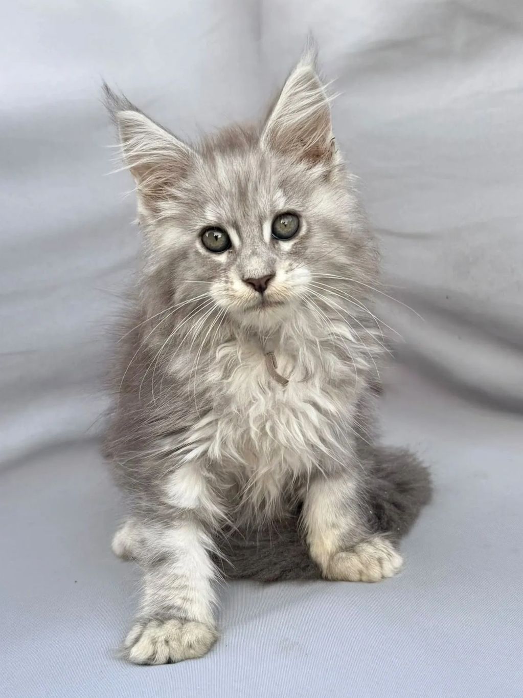 Fluffy grey kitten with big eyes sitting.