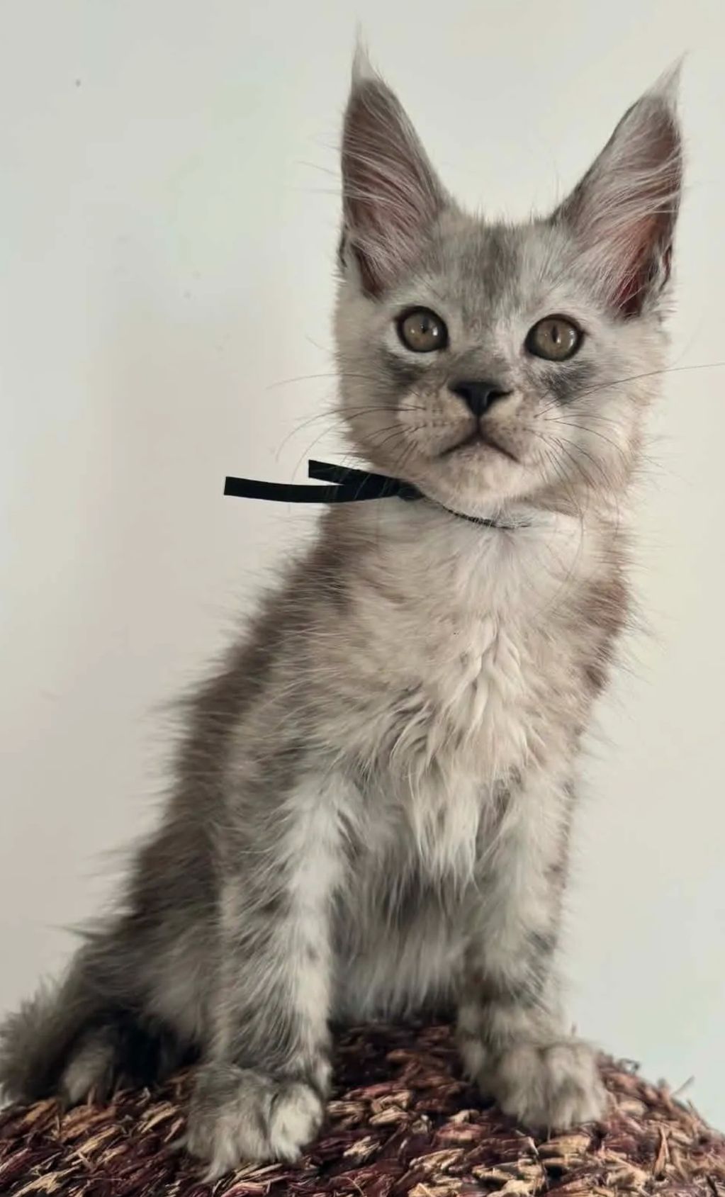 Fluffy gray kitten with large ears and a black ribbon collar.