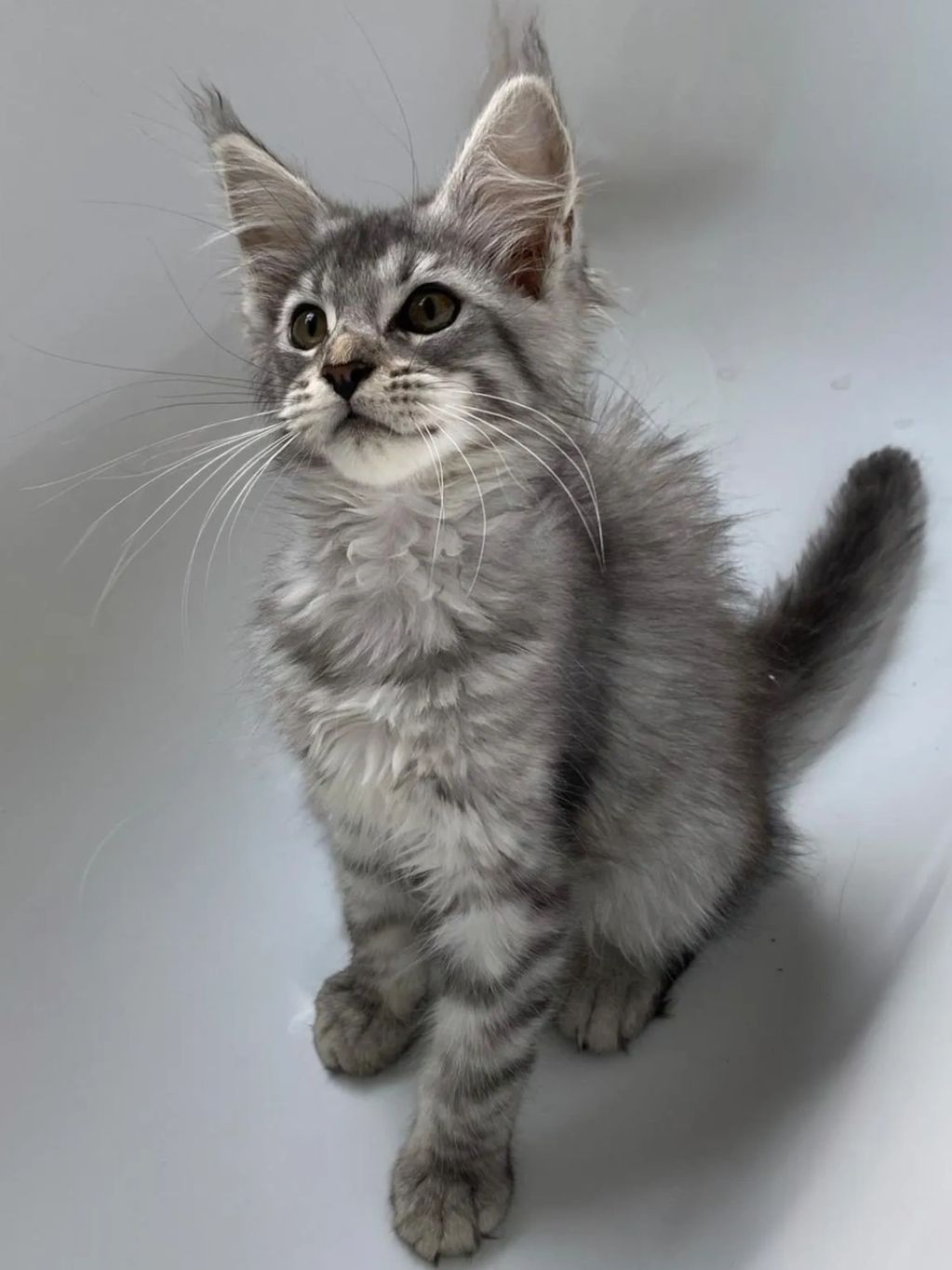 A fluffy gray kitten sitting and looking up.