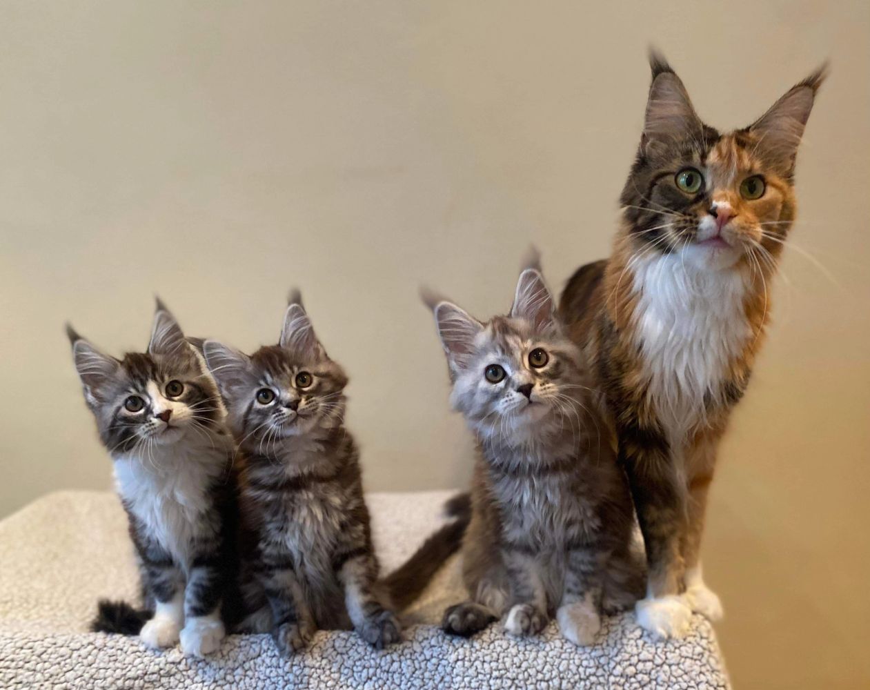 View of Gentle Giant Maine Coon Singapore Pet Shop | Singapore Cats for Sale ...