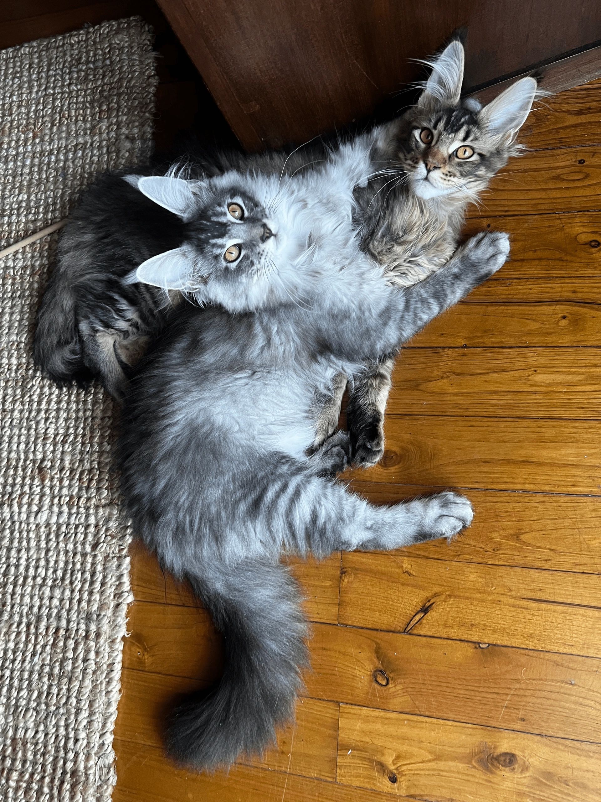 Gentle Giant Maine Coon Singapore Pet Shop Singapore Cats for Sale