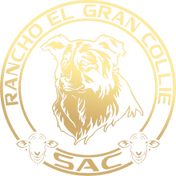 Rancho Gran Collie